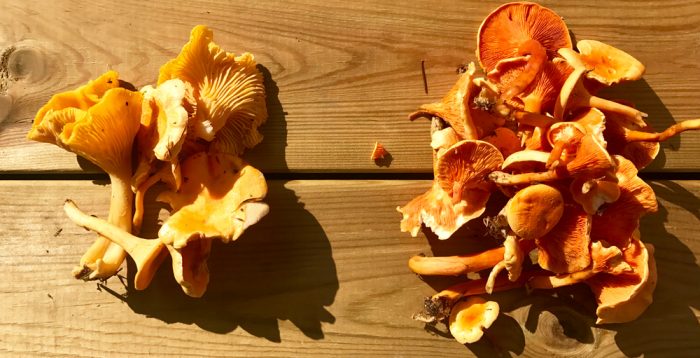 Till höger: äkta kantareller, till vänster: falska kantareller.