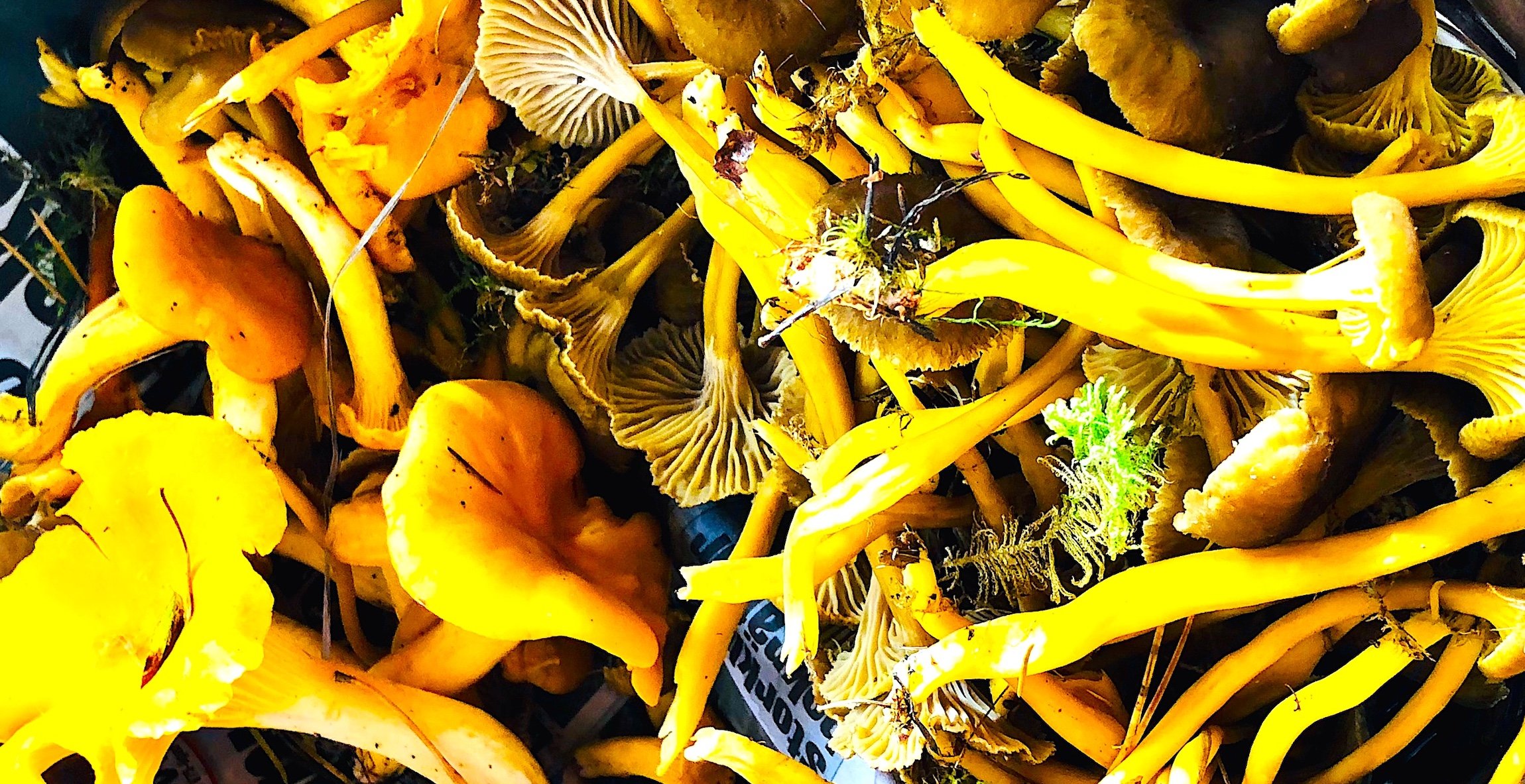 kantareller och trattkantareller i en korg.