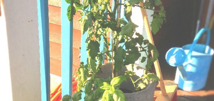 Tomat och basilika i stugan.