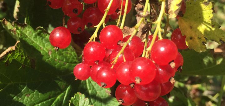 Vinbär – förmodligen världens bästa bär!