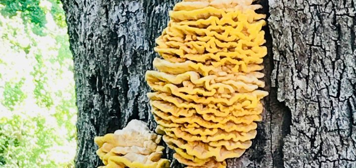 Ett praktexemplar av svavelticka som vi hittade i närheten av stugan i Uppland.