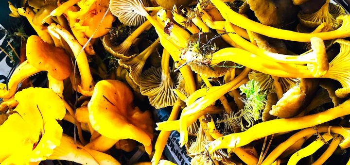 Kantareller och trattkantareller i en korg.