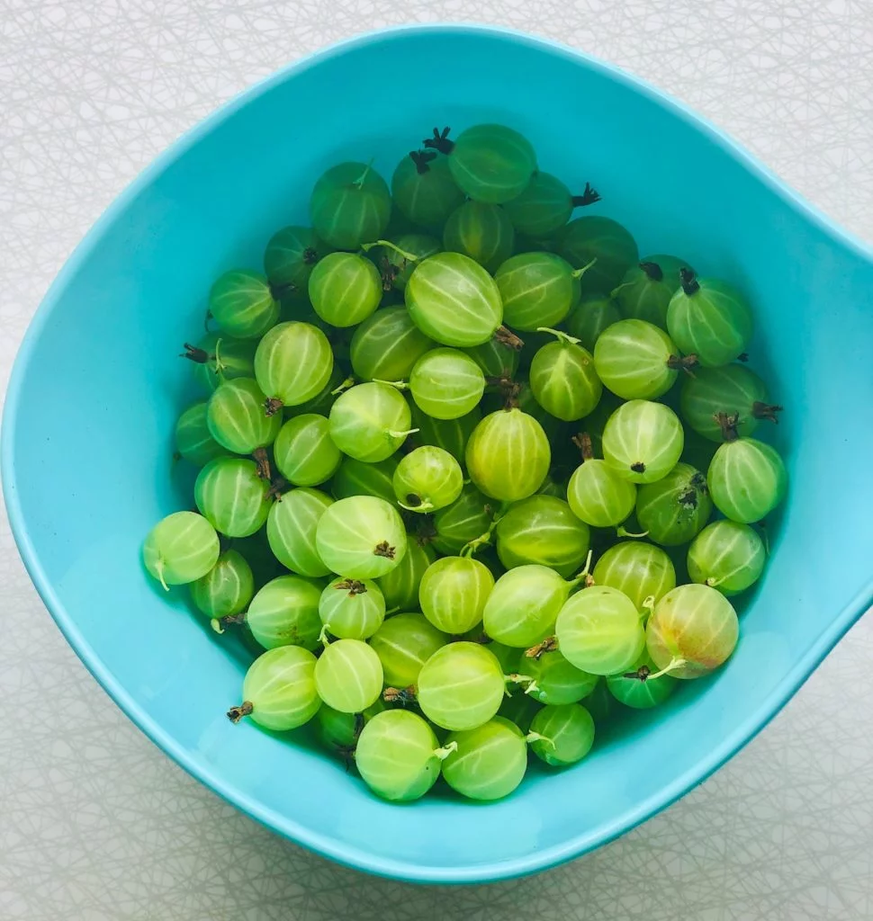 En gårvädersdag passar det fint att koka marmelad. Använd mitt enkla recept på krusbärsmarmelad. Av denna mängd blir det två burkar marmelad.