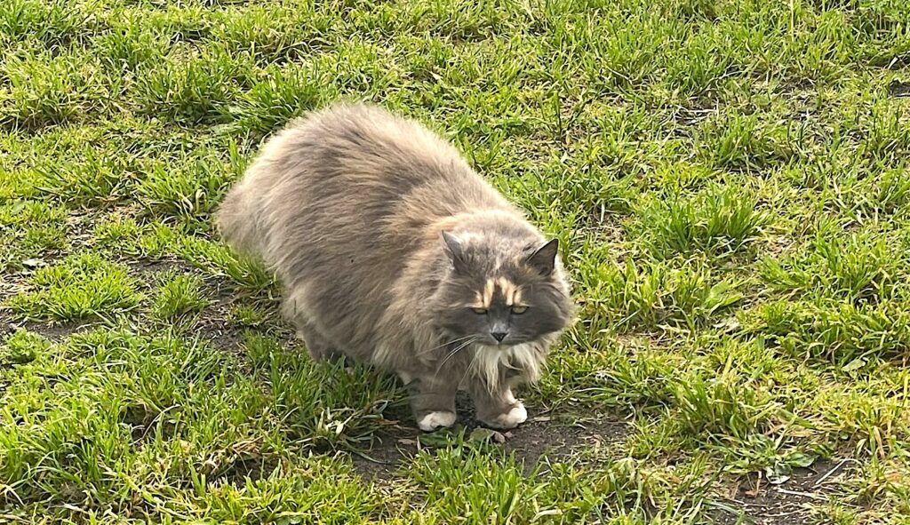 Katten Smulan hänger med oss vart vi än går. En av den här resans finaste och sällskapligaste katter.