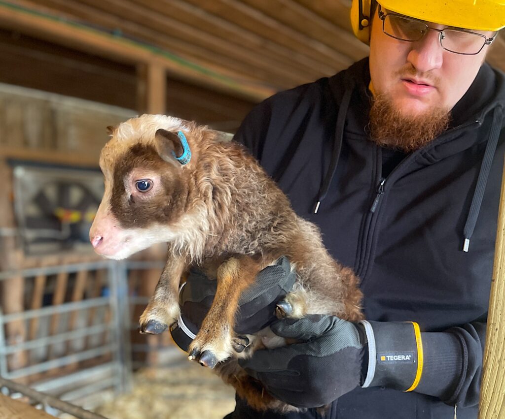 Vi får träffa lamm, kycklingar, kaniner och en katt. Jag är mycket nöjd.