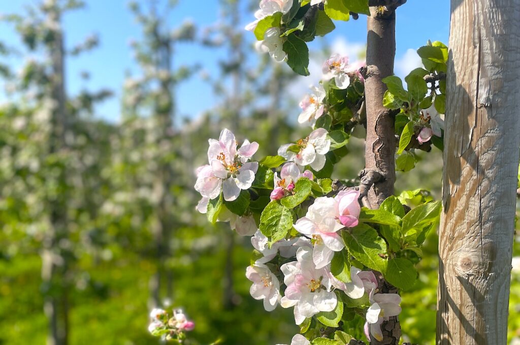Vi besöker Öfvergårds och passar på att fota vackra äppelblommor och prova supergod must.